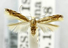 Asymphorodes trichogramma.jpg