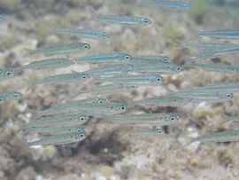 File:Small fish (Atherina) in a fishing net.jpg - Wikimedia Commons