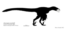 Atrociraptor marshalli skeletal diagram.png