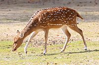 Axishirsch (Axis axis), Tierpark Hellabrunn, München