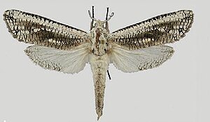 Azygophleps larseni female.JPG