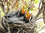 Baby Robins Ready to Feed.jpg