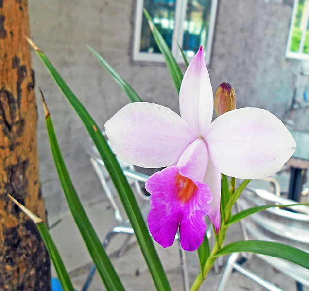 File:Bamboo Orchid Flower in Hong Kong Feb 8 2013.JPG