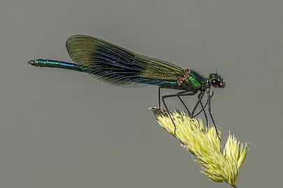 Banded demoiselle damselfly Calopteryx splendens ♂