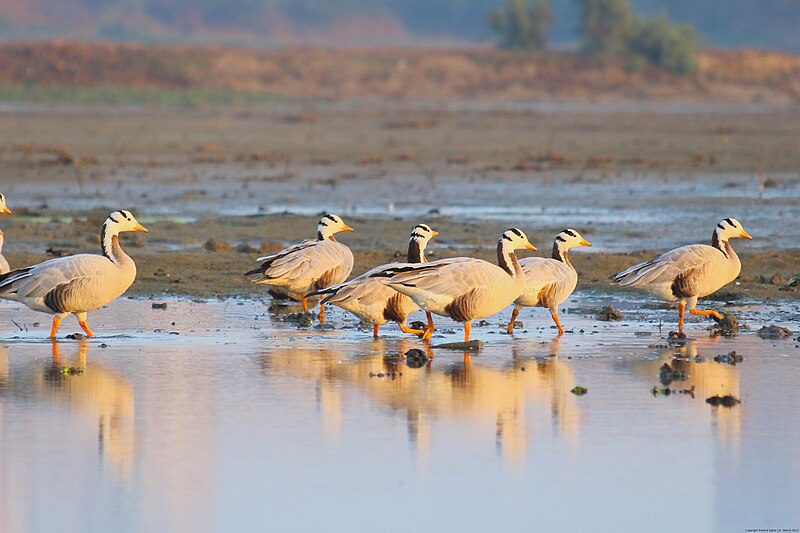 File:Bar-headed Geese at the Basai Wetland (anser indicus).jpg