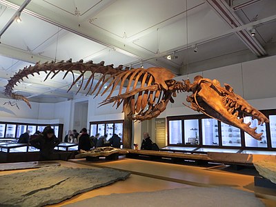 Kostra druhu Basilosaurus isis v Museum d'Histoire Naturelle de Nantes