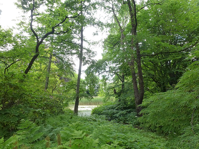 File:Baumschulenweg Späth-Arboretum 08.JPG