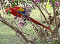 Scarlet Macaw