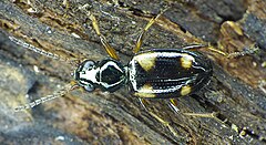 Description de l'image Bembidion quadrimaculatum upside.jpg.