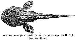 Benthophilus ctenolepidus