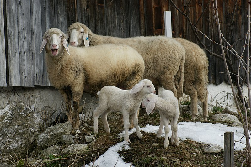 File:Bergschaf tiroler 07.JPG