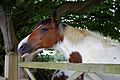 Bicolour chestnut and white horse at gate in Elham Kent England 2.jpg