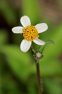 <i>Bidens pilosa</i> Species of flowering plant in the daisy family Asteraceae