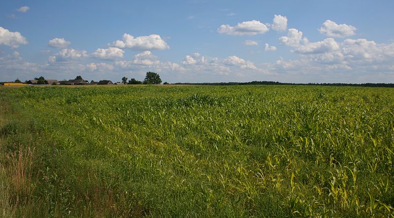 File:Bieńdziuga kukurydza 13.07.2009 p.jpg