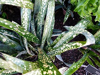 <i>Billbergia</i> Fantasia Flowering plant cultivar