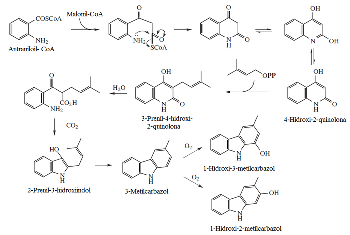 Biosíntesis de alcaloides carbazólicos.png