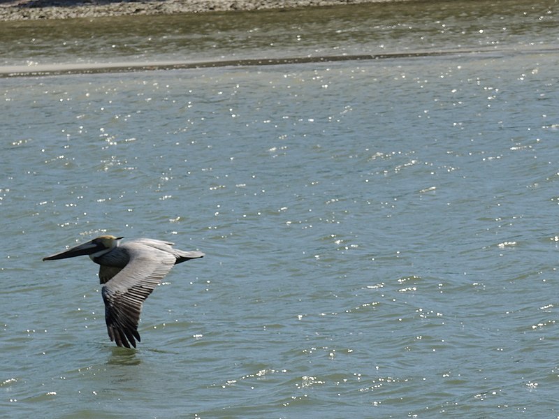 File:Bird-GulfCoastVisitorCenter-EvergladesNationalPark.JPG