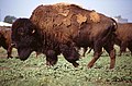 Bison herd.jpg