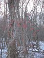 Bittersweet adds a pop of color to an otherwise drab winter vista in the Campground. (12105631563).jpg