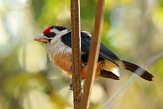 <span class="mw-page-title-main">Black-backed barbet</span> Species of bird