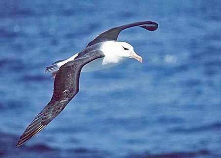 Tập_tin:Black-browed_albatross.jpg