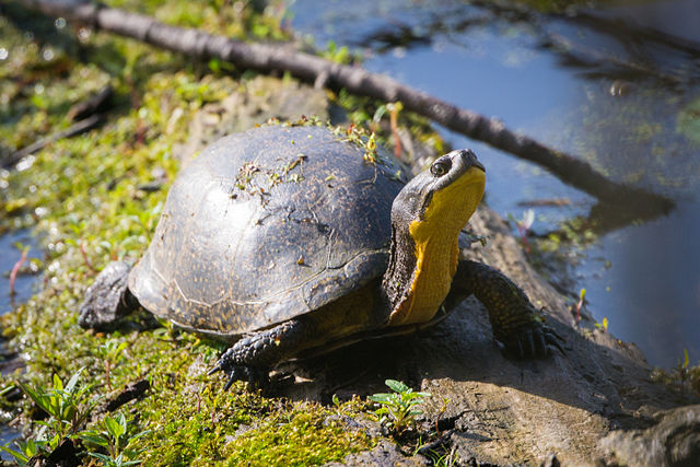 Image: Blanding's turtle (Emydoidea blandingii) (17812011862)