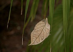 Description de l'image Blue Oak leaf.JPG.