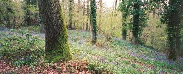 Bluebells in Odstock woods