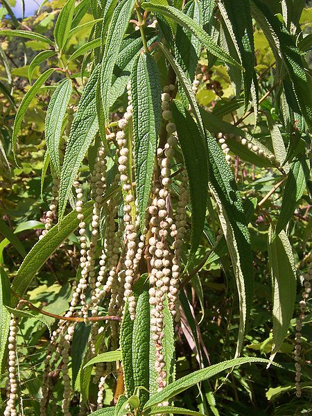 File:Boehmeria penduliflora.JPG