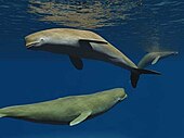 Life restoration of the Pliocene toothed whale Bohaskaia Bohaskaia NT.jpg