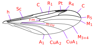 Bolitophila (Cliopisa) kanat damarları.svg