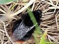 Bombus lapidarius (Linnaeus, 1758)