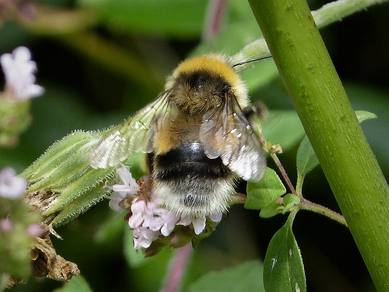 File:Bombus lucorum male (36771149582).jpg