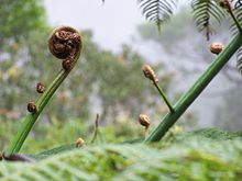 Végétation tropicale dans la partie inférieure de la montagne.