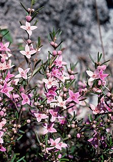 <i>Boronia rosmarinifolia</i> species of plant