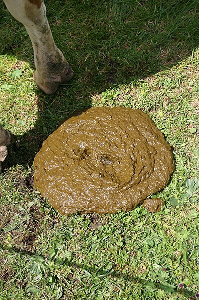 File:Bos taurus taurus turd.jpg