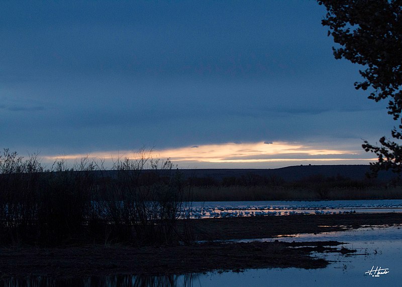 File:Bosquedelapache (17656639488).jpg