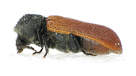 Bostrichus capucinus