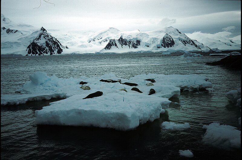 File:Bourgeois Fjord, Antarctica.jpg