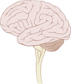 File:Brain human lateral view.svg