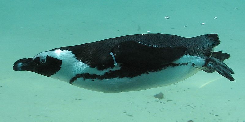 File:Brillenpinguin schwimmend.jpg