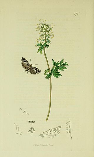 <i>Rhopobota ustomaculana</i> Species of moth