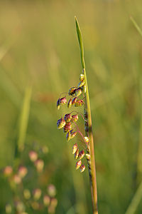 Briza media (Quaking-grass)