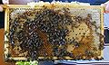 Okvir s poklopljenim i nepoklopljenim leglom te sa zalihom meda (okolo)