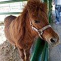 A brown-colored pony