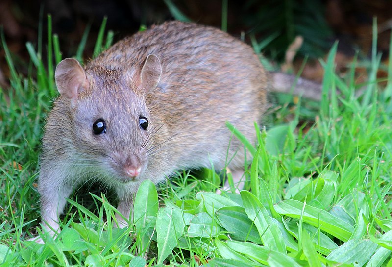 File:Brown Rat (Rattus norvegicus).jpg