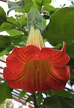 Thumbnail for Brugmansia sanguinea