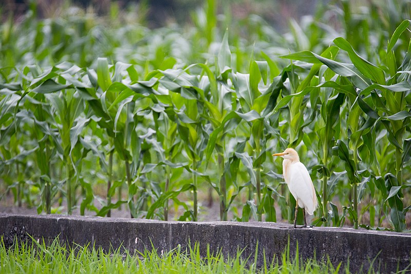 File:Bubulcus ibis (26203317614).jpg