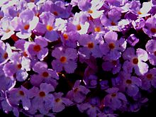 Buddleja Flutterby Lavender, flowers.jpg