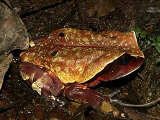 African giant toad species of amphibian